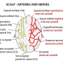 scalp-arteries_and_nerves.png