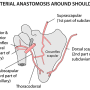 scapular_anastomosis.png