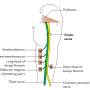 sciatic-nerve-branches.jpg