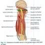 sciatic_nerve_relations.jpg