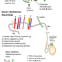 seminal-vesicle.png