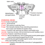 sphenoid_sinus.png