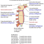 sternum-joints.png