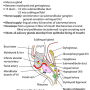 sublingual-gland.png