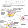 submandibular_gland.png