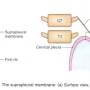 suprapleural_membrane.jpg