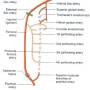 thigh-back-anastomosis.jpg