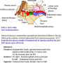 thoracic-inlet.png