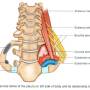 thoracic_inlet.jpg