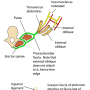 thoracolumbar_fascia.png