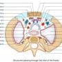 thorax-inlet-section.jpg