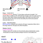 thorax-surface-marking.png