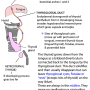 thyroid_development.png