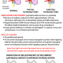 thyroid_surgical_aspect.png