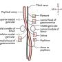 tibial-nerveschema.jpg