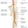 tibial_nerve_course.jpg