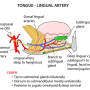 tongue-lingualartry.png