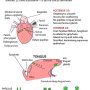 tongue-topography.png