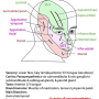 trigeminal-mandibular.png