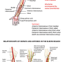 upper_limb_vessels.png