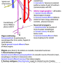 vagus_nerve.png