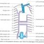 veins-posterior-thoracic-wall.jpg