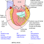 ventricle-left-anat.png