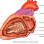 ventricle-left-interior.jpg