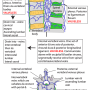 vertebral_venous_plexus.png