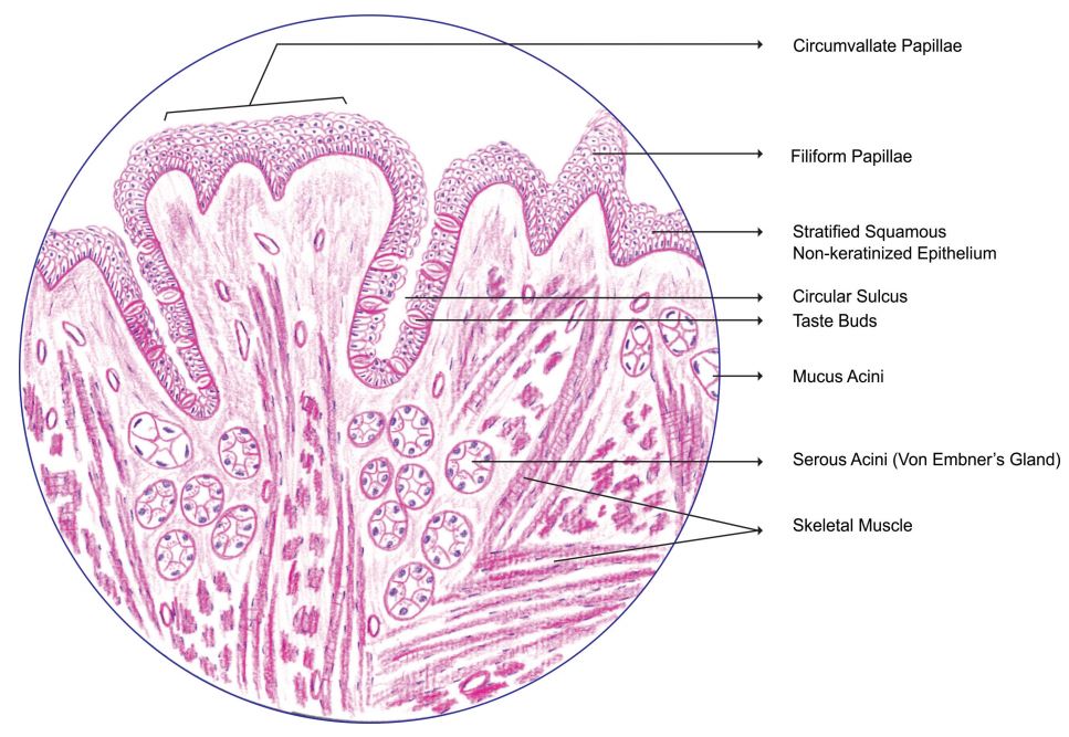 tongue-circumvallate.jpg